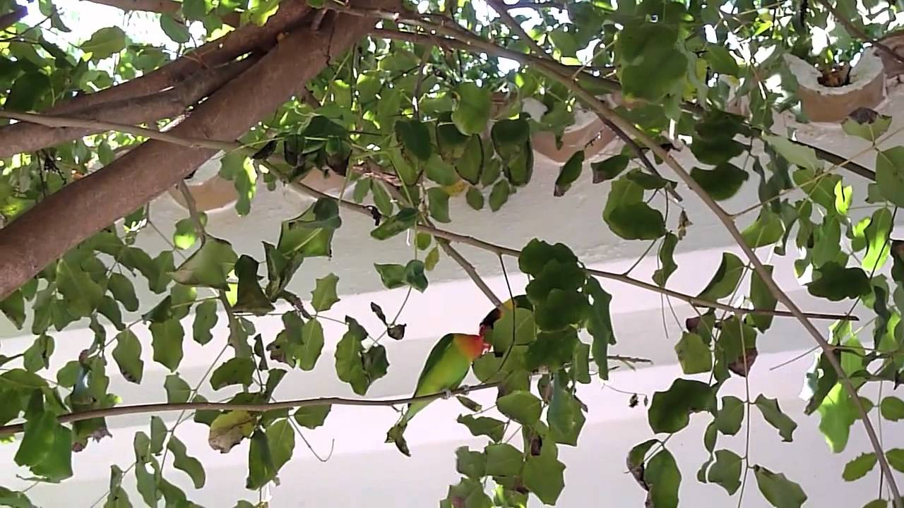 Flypornis en verano.