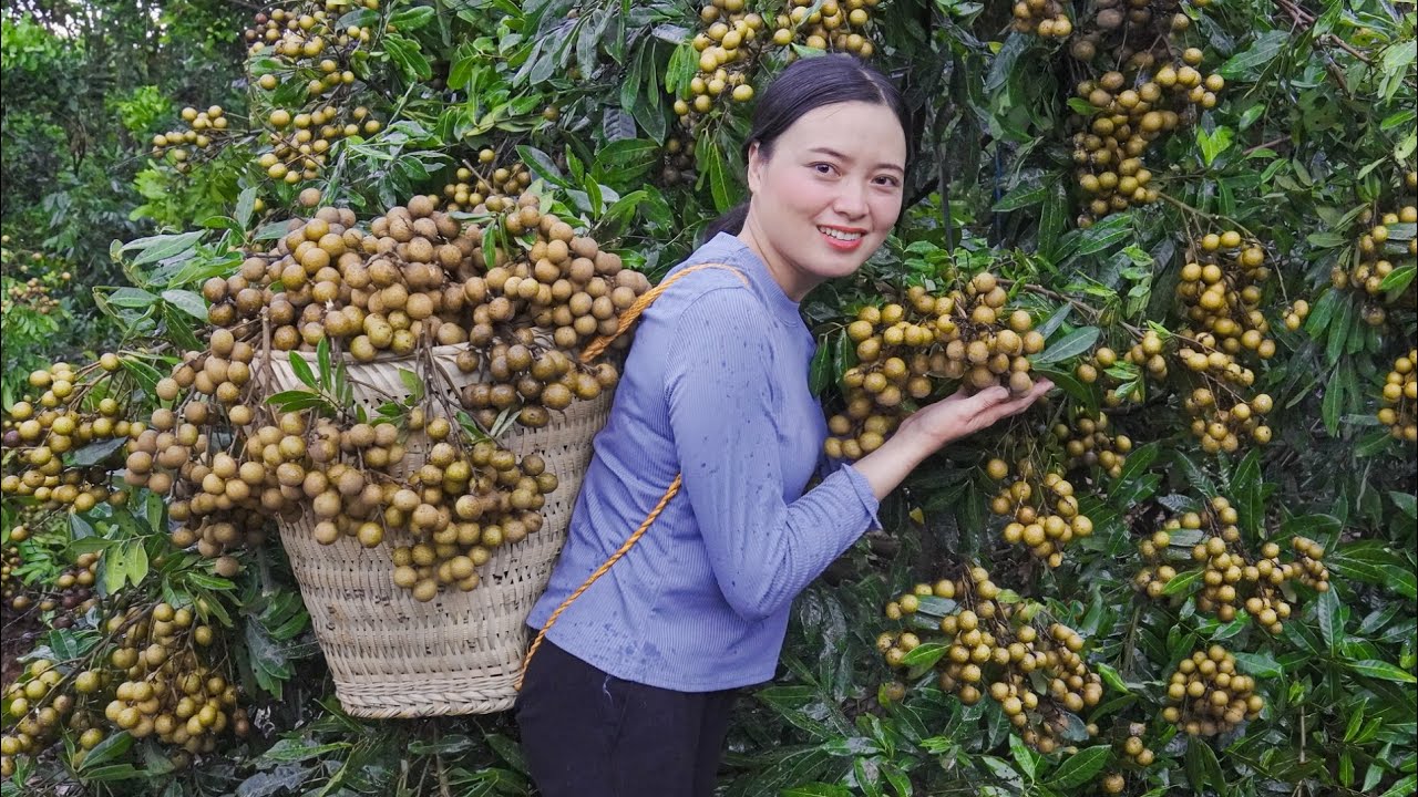 Harvesting longan, Jack Fruit  Go to the market to sell  Lucia Daily Life