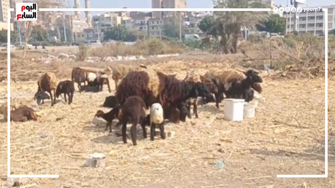 الراعى الفصيح.. عم حامد الطيب 40 سنة خبرة فى تربية الأغنام والماعز بالمنيا