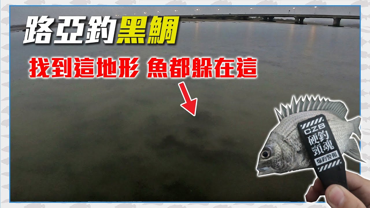 【CZB釣魚】路亞釣黑鯛，把餌丟這地形就對了！#黑鯛 #チヌ #クロタイ #台灣路亞 Lure Fishing in Taiwan 台湾ルアー釣り 苗栗後龍