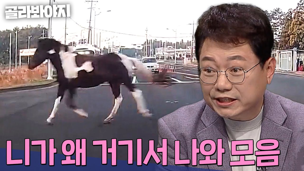 말🐎이 왜 거기서 나와..? 도로 위 황당 출몰 모음 90분 | 한블리(한문철의 블랙박스 리뷰) | JTBC231107 방송 외