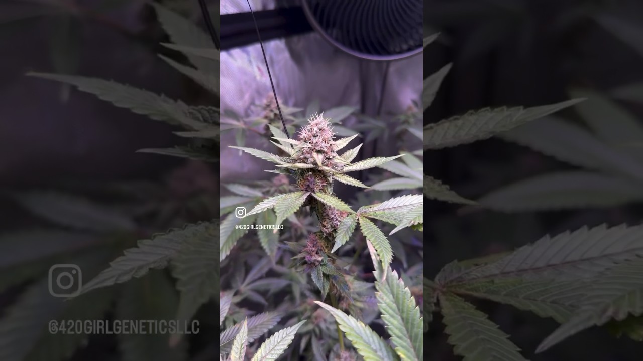 The colours of these buds are amazing! #opticledgrowlights