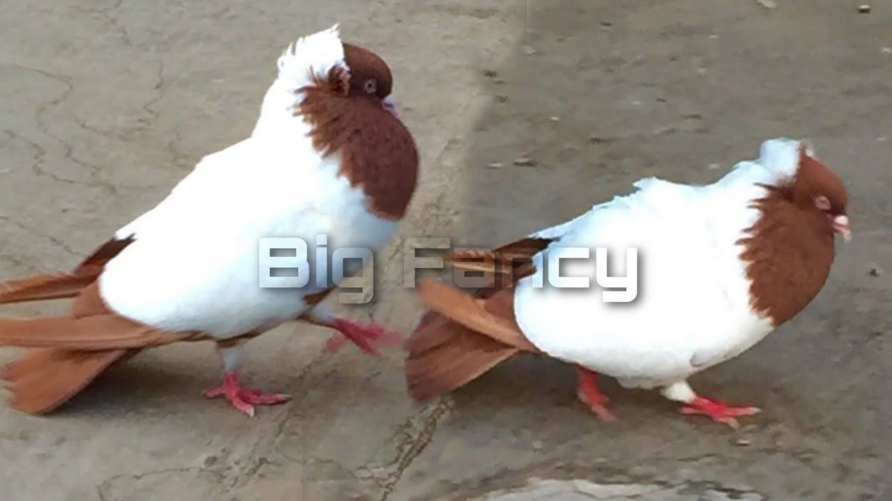 Fancy pigeons breeders | Nun pigeon - Domestic pigeon breed