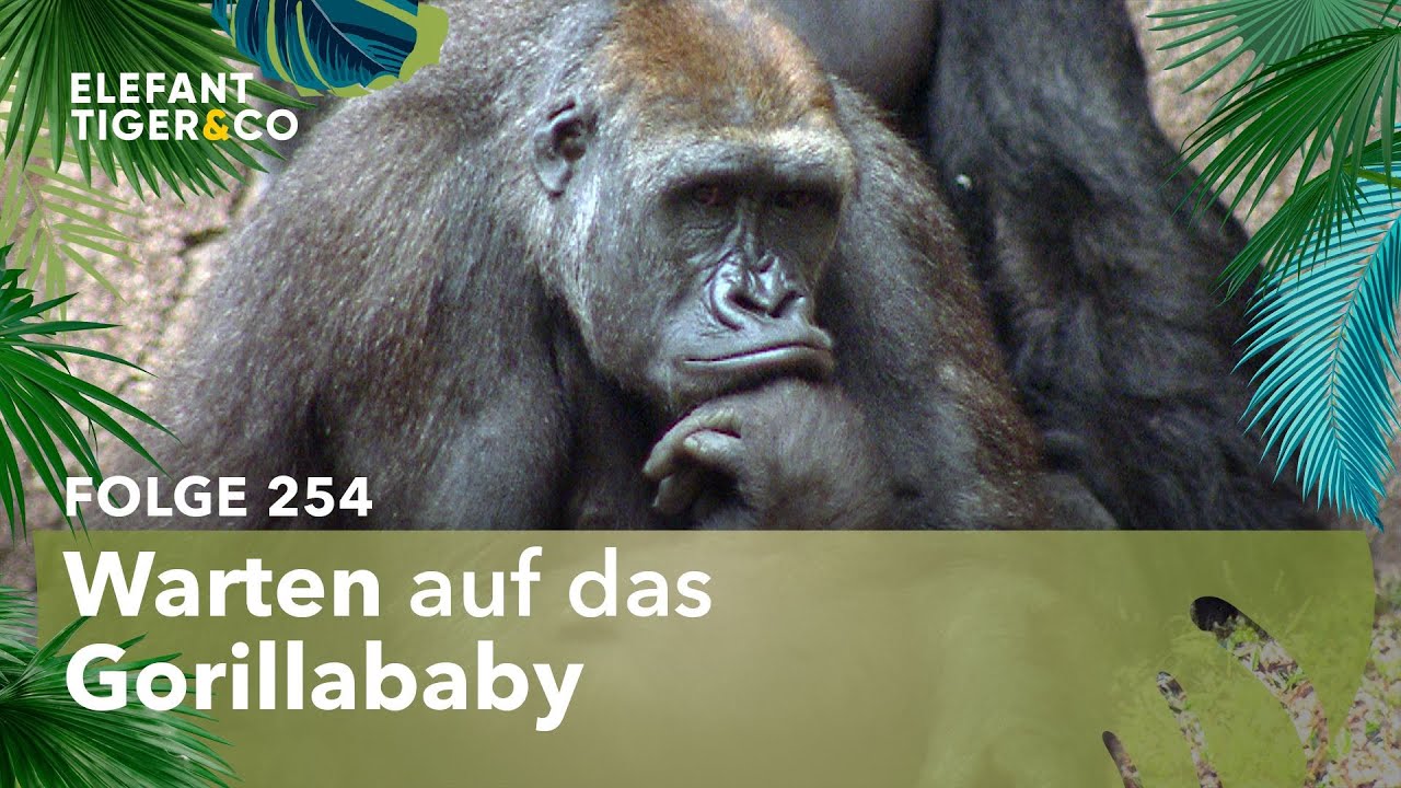 Große Anspannung vor bevorstehender Gorilla Geburt (Folge 254) | Elefant, Tiger & Co. | MDR