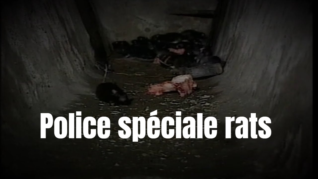 Sous nos pieds, les rats