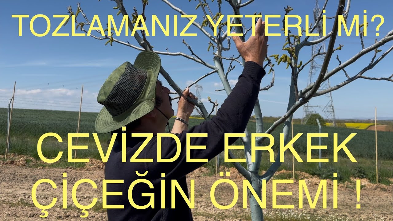 CEVİZDE TOZLAYICI ÇEŞİTLERİN ÖNEMİ. Dişi çiçek aktif iken püskülleriniz var mı? Ceviz Adam Ahmet.