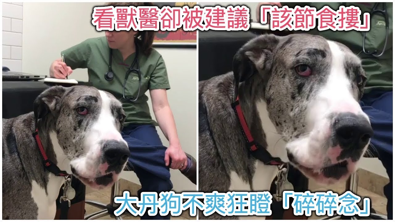 看獸醫卻被建議「該節食摟」，大丹狗不爽狂瞪「碎碎念」：討厭你恨死你QQ