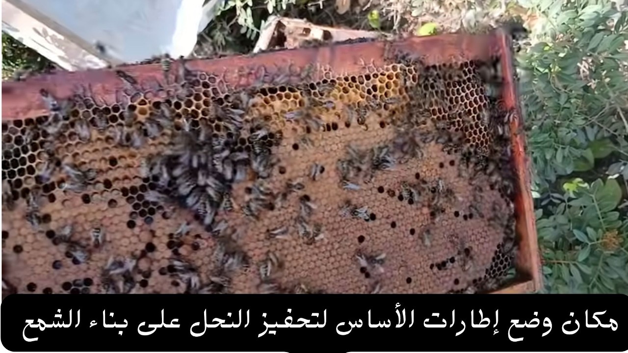 مكان وضع إطارات الأساس لتحفيز النحل على بناء الشمع