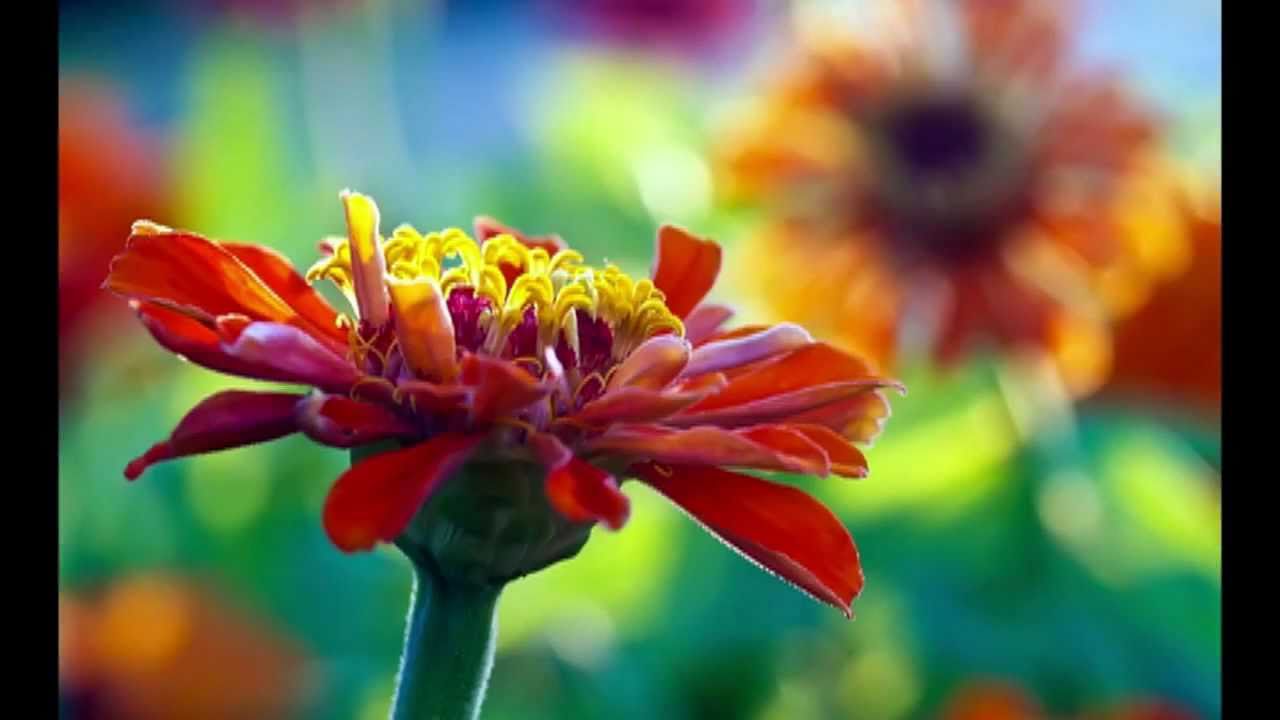 Bloom - Ryan Farish