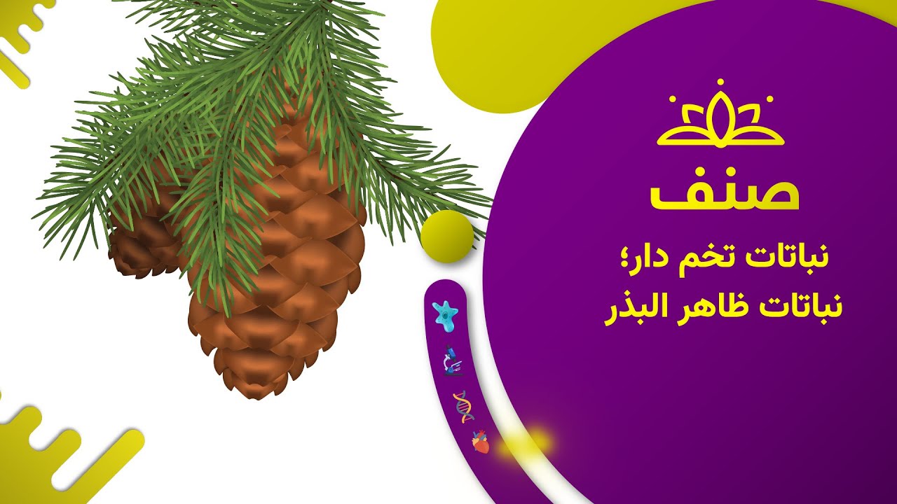 صنف - بیولوژی صنف هشتم- درس ۱۱: نباتات تخم دار؛ نباتات ظاهر البذر