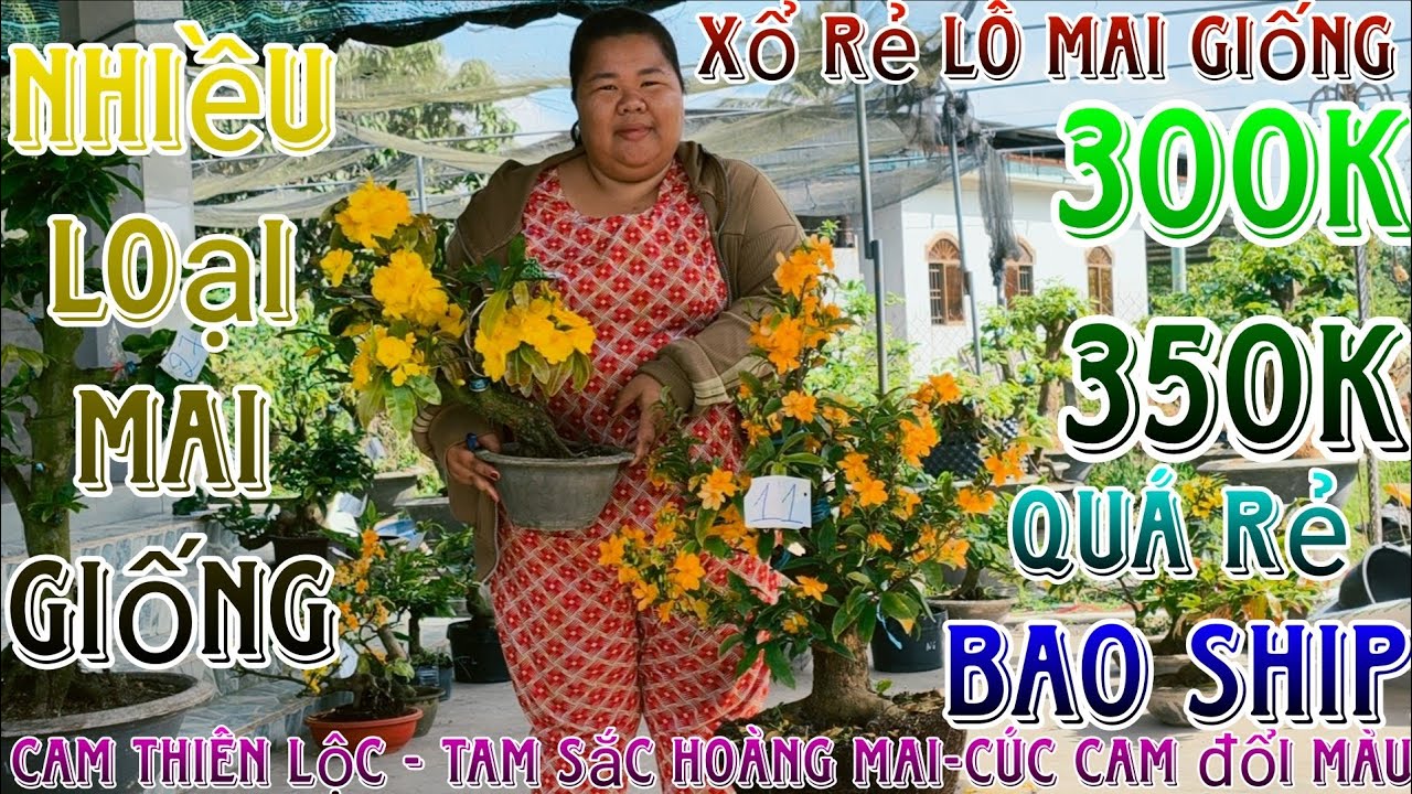 🌈12/03/2026☎️0365328978(C.Trang)🔥mai giống mới hàng đôn cành bo siêu mướt giống mới giá siêu rẻ luôn