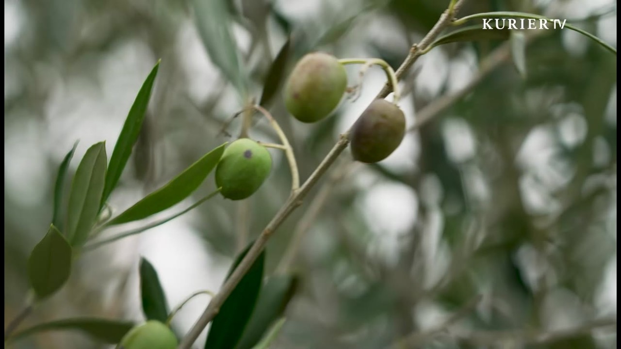 Olivenöl aus Niederösterreich: Eine Idee trägt Früchte