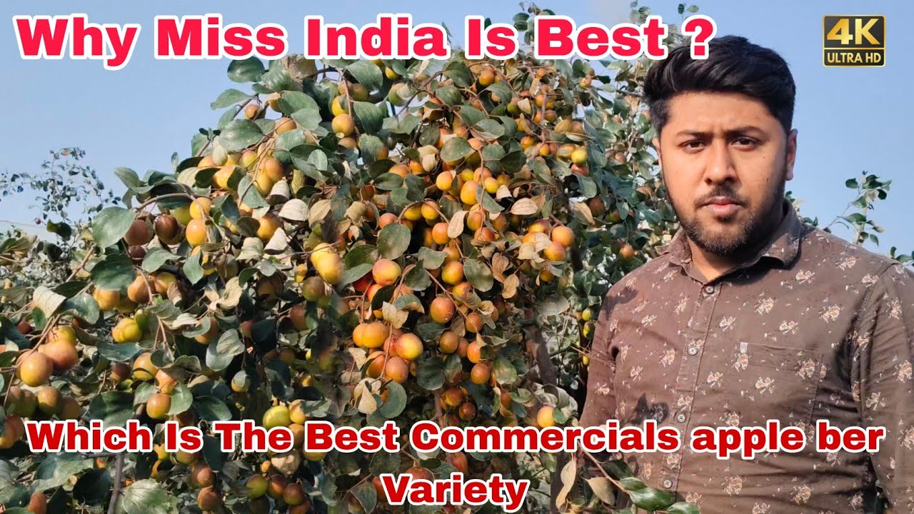 Is miss india apple ber is the best commercials  variety ?? And why you farming it ? All details !!