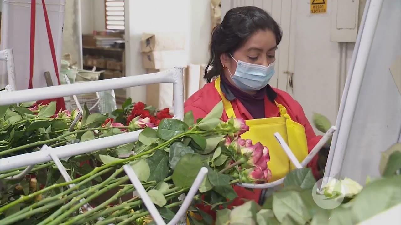 Parámetros de exportación de rosas. - La Finca de Hoy