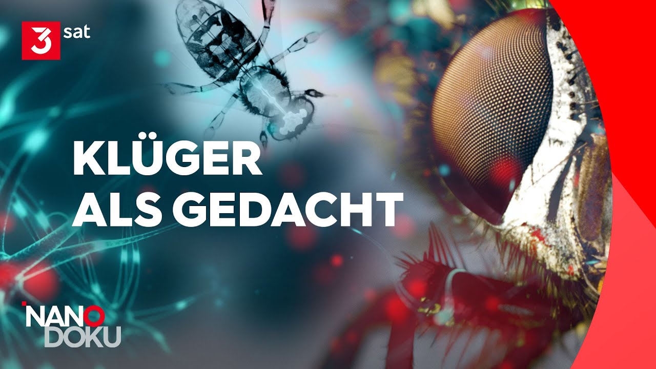 Kleine Gehirne, große Leistung – Geniale Insekten | Ganze Doku
