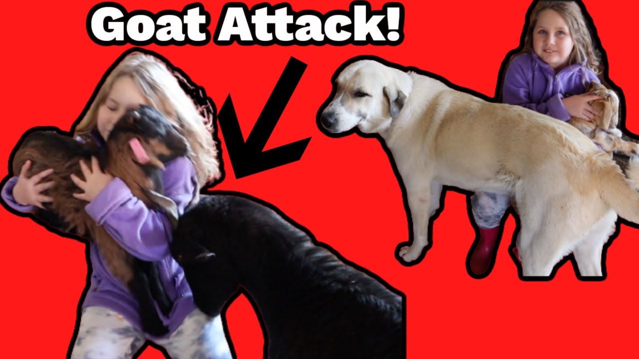 Crazy Goat Head Butts Little Girl & Livestock Guardian Dog Comes To The Rescue