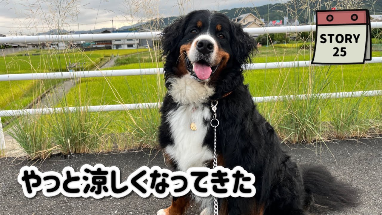 【ななエル物語】暑い夏が終わりを迎えつつあります