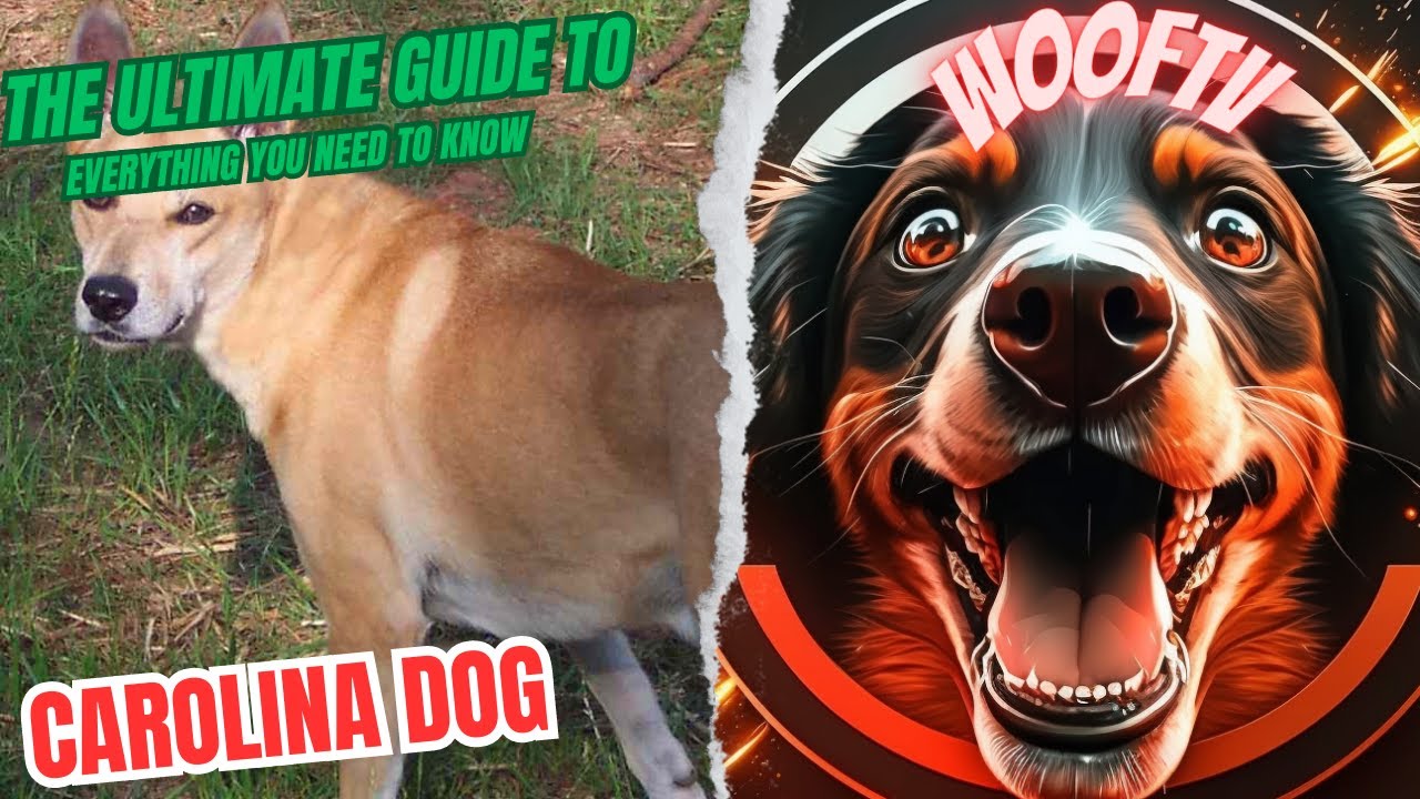 The Ultimate Guide to Carolina Dog: Everything You Need to Know