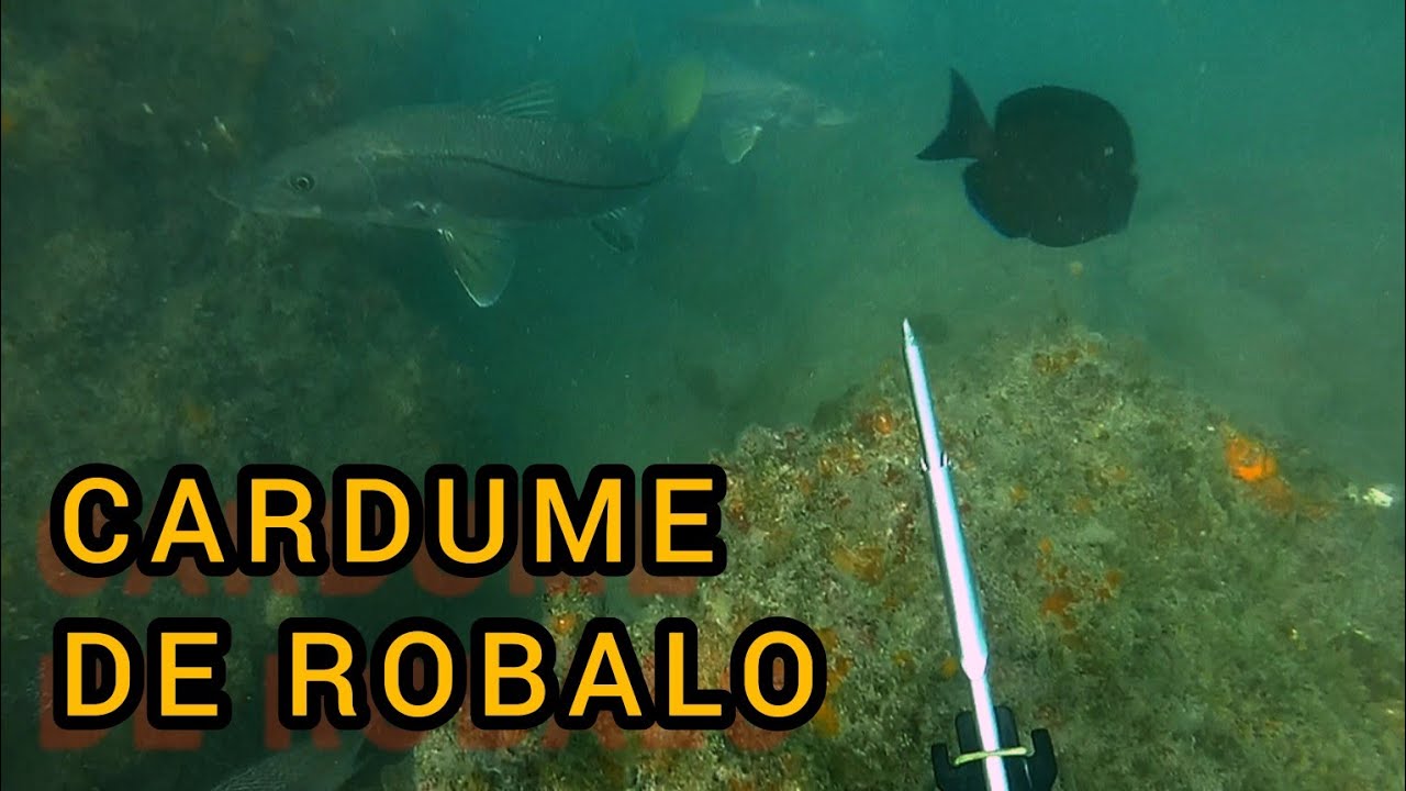 PESCA SUB: ACHEI O PONTO DOS ROBALO.  N&Atilde;O ACREDITEI NO QUE  ACONTECEU.!!! #NESSA PESCARIA...