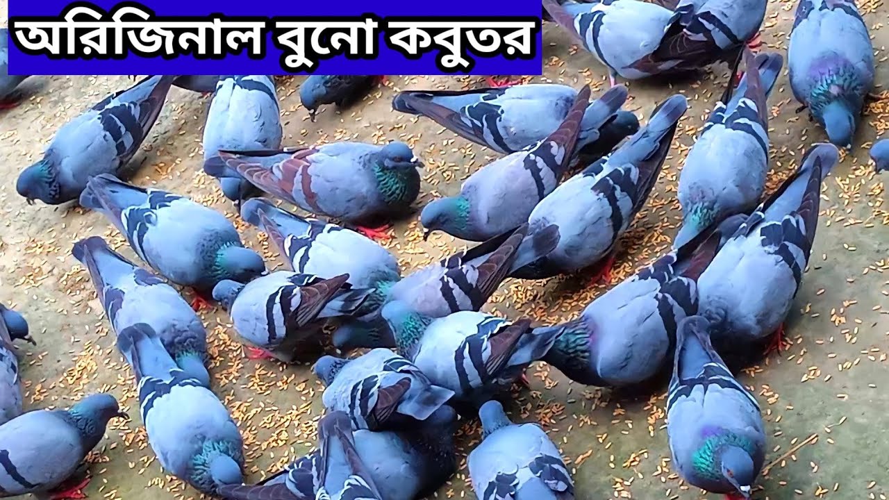 অরিজিনাল বুনো কবুতর | অরিজিনাল জালালি কবুতর | Original Jalali Kabutar | How To Pigeon | dove pigeons