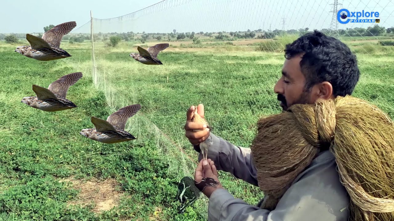 Batair ka shikar 2022 | Kirak Jall aur Dog k sath Shikar | Quail Hunting 2022 | Common Quail