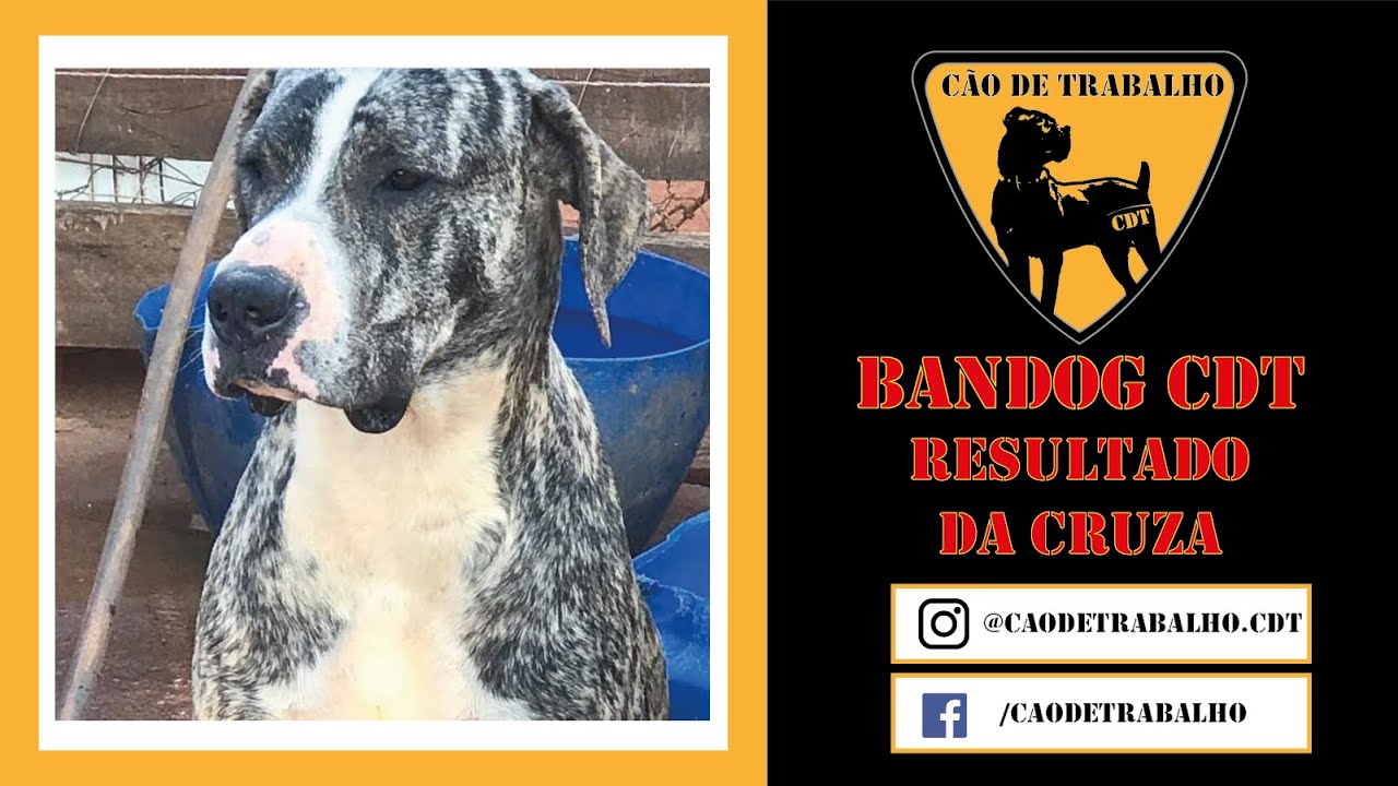 Bandog CDT | Parte 2; Resultado da Cruza