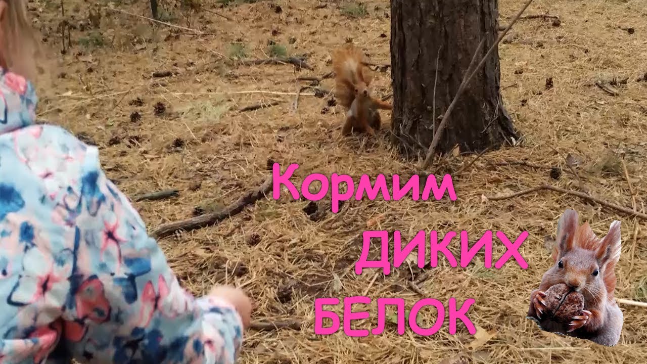 🐿️Ходила в лесопарк кормить белок