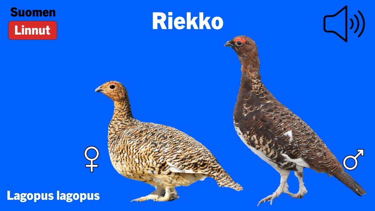 Riekko - Lagopus lagopus - Willow Ptarmigan - dalripa - LAGLAG