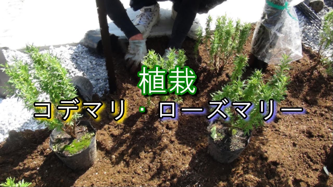 植栽～コデマリ・ローズマリー～