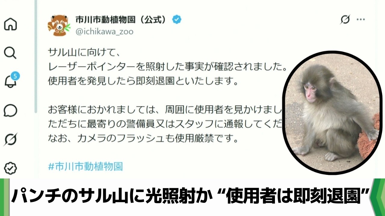 パンチのサル山にレーザー照射か　市川市動植物園　「使用者は即刻退園」（2026.06.24放送）