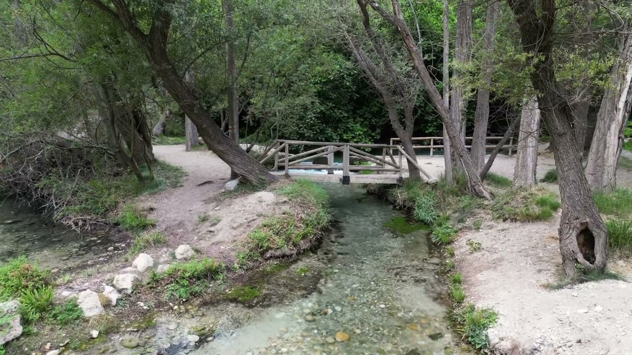 Bosque encantado de higueras - Dron - 4K