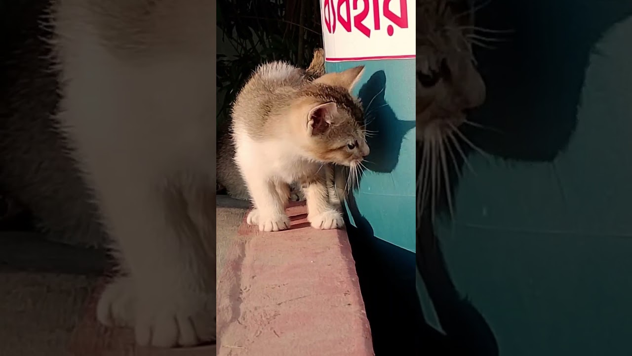 kittens 4 #kittens #cat #cute #funny 