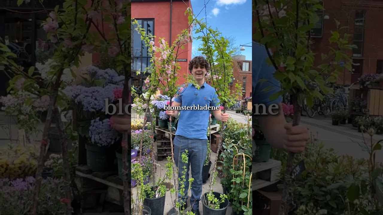🌸 Prunus triloba &ndash; Et kirseb&aelig;rtr&aelig; med wow-effekt