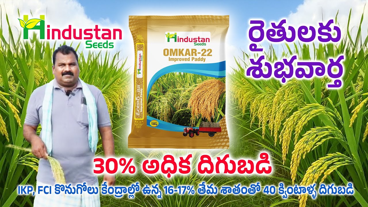 హిందూస్తాన్ సీడ్స్ వారి ఓంకార్ -22(దొడ్డు గింజ వరి రకం).