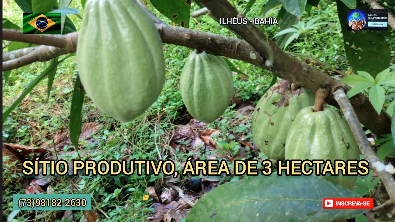 Sítio à venda na zona rural de Ilhéus BA, 8 Km da cidade de Itabuna R$: 120.000 MIL