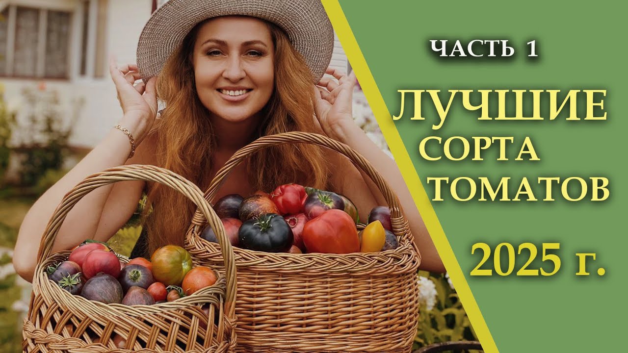 ЛУЧШИЕ СОРТА ТОМАТОВ 2025 г.!!! Гномы