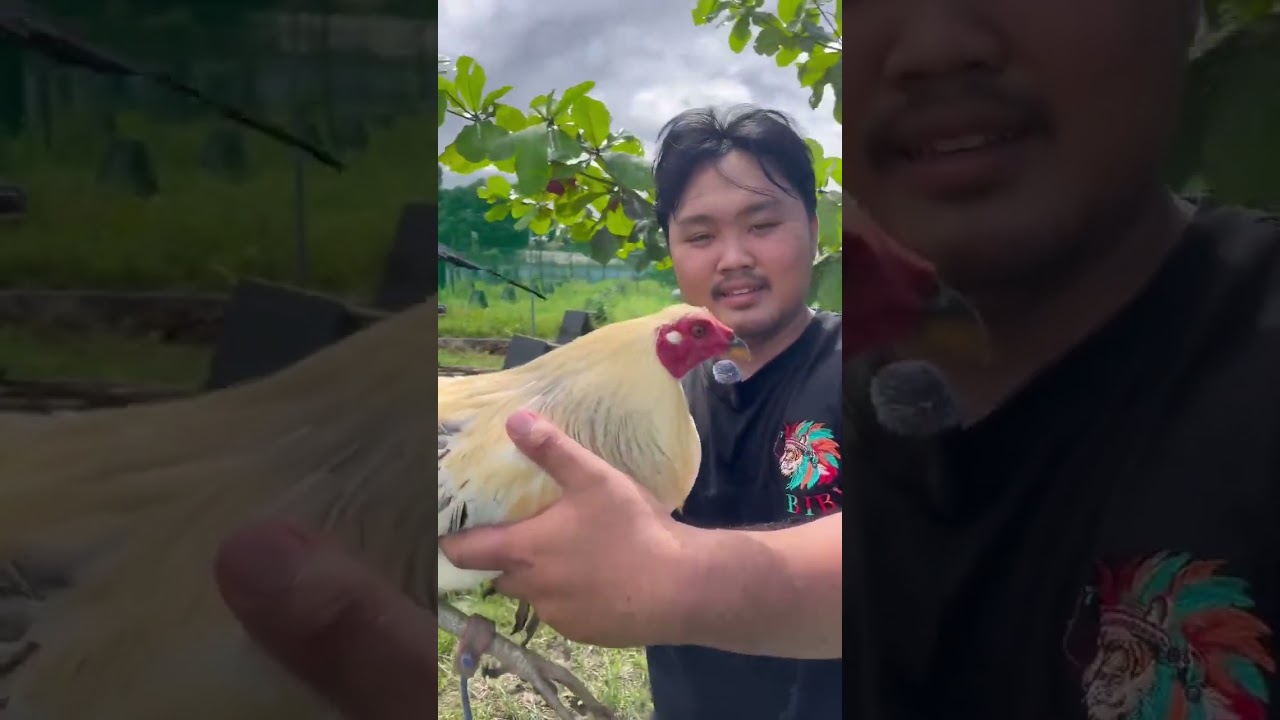 Winning line ang mga lahi ng manok dito sa RJJ GameFarm