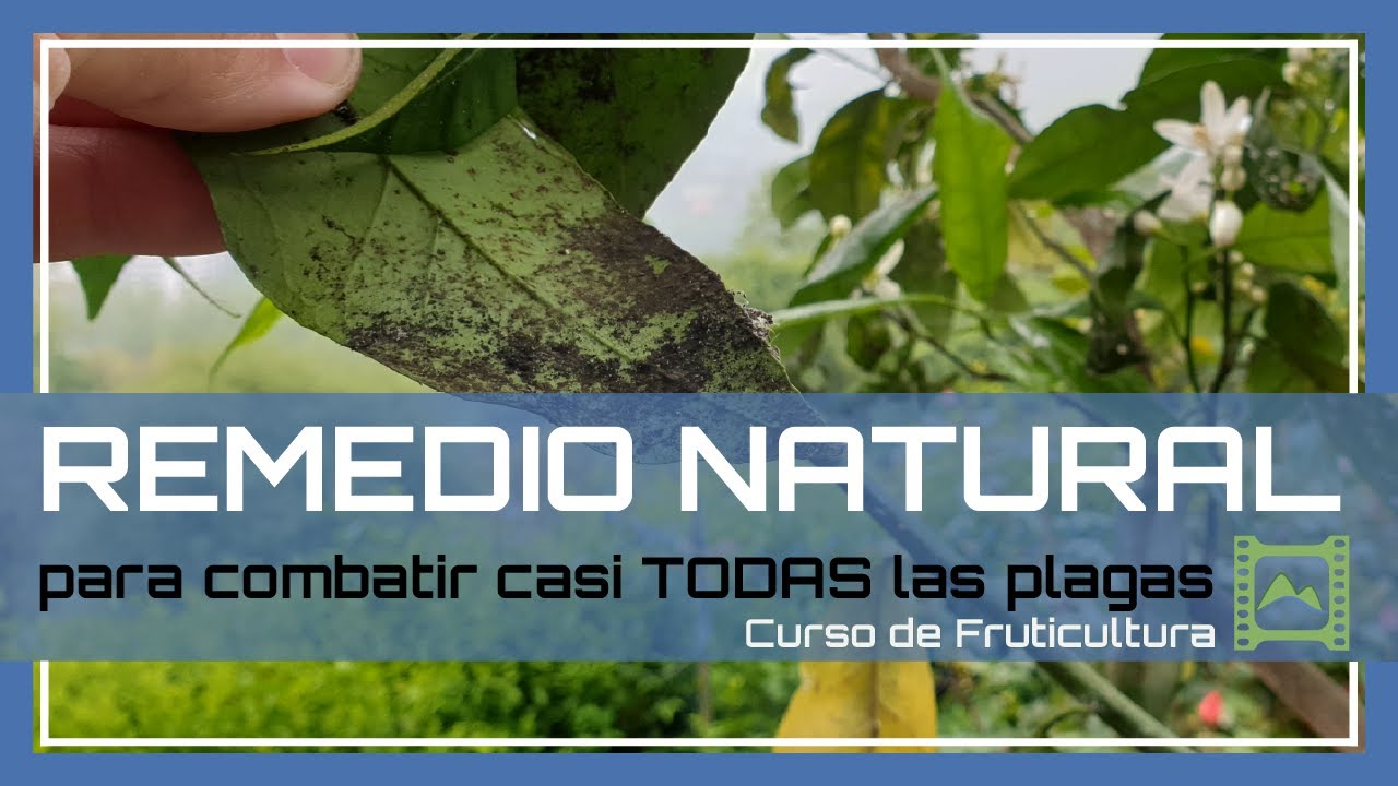 💦 ACEITE de NEEM + JABON POTÁSICO ☠️🌳 LIMPIA la FUMAGINA o NEGRILLA [v.36] FRUTICULTURA 2021 | LdN