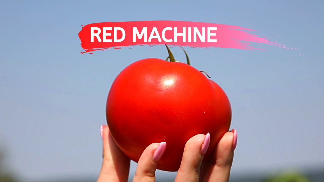 Hibrid RED MACHINE – Evo Zašto Kupci Najviše Traže Ovaj PARADAJZ