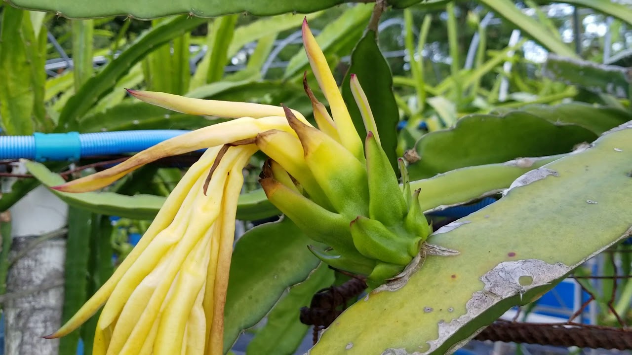Pollinating Dragon Fruit after a heavy rain: Part 2