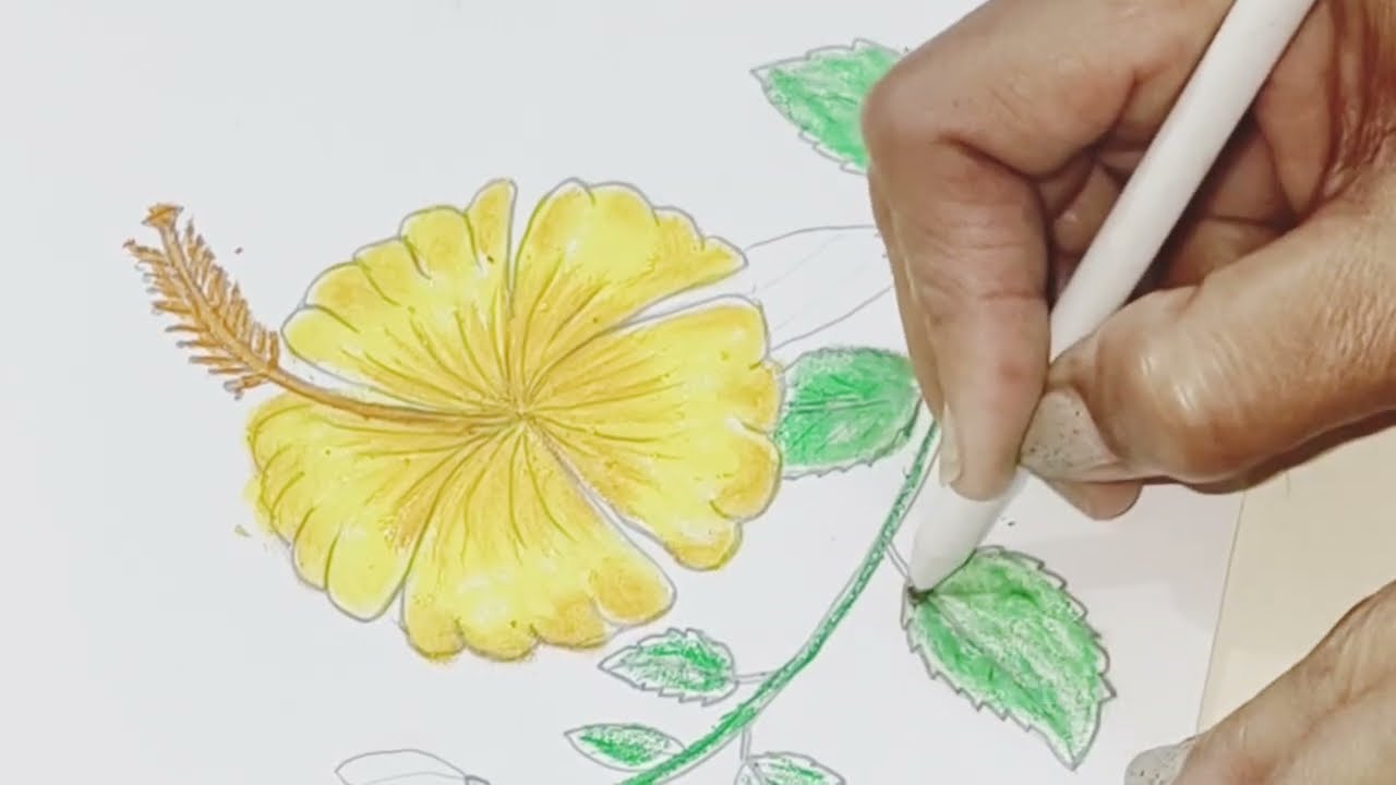 Hibiscus 🌺 flower drawing & painting tutorial by crayon colour 