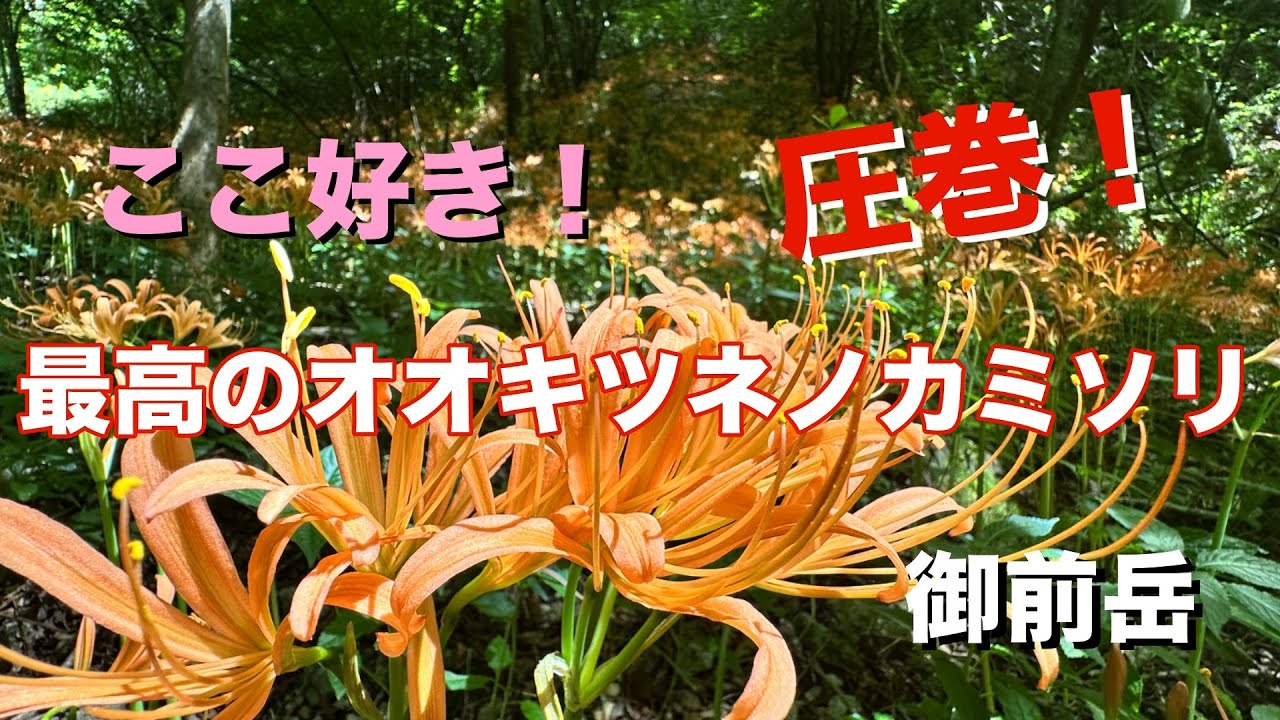 【御前岳】圧巻のオオキツネノカミソリ群生 No.213
