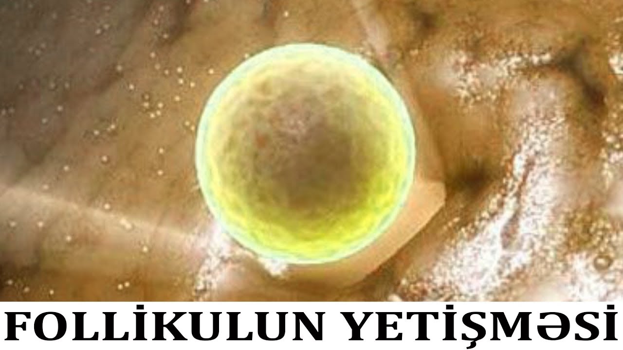 Follikul niyə yetişmir?