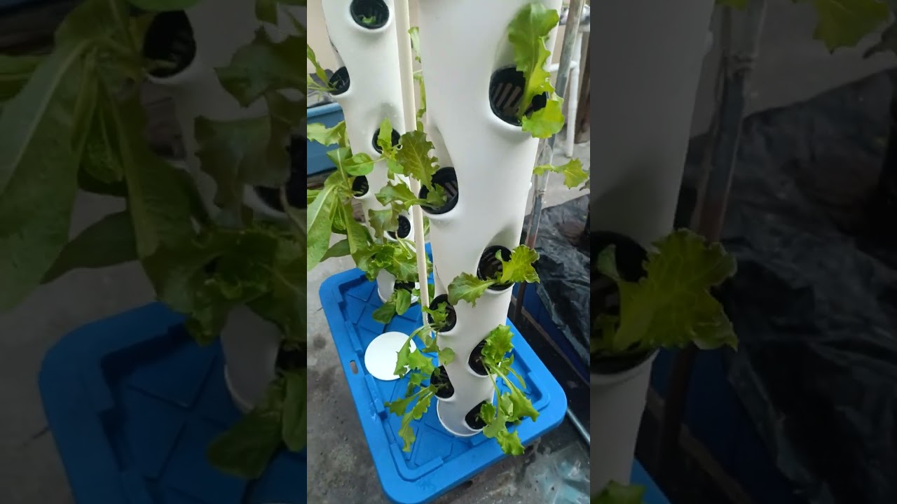 Sistema Aeroponico Doble, funcionando bien ..