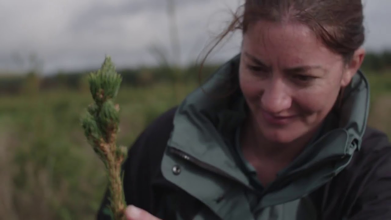 Forestry Commission Christmas trees