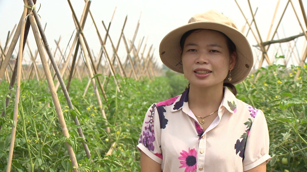 Quy trình kỹ thuật trồng cà chua an toàn