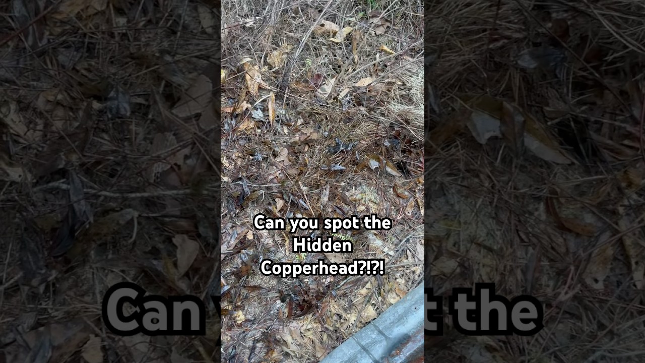 Can you spot the Hidden Copperhead!?!? #snake #snakes #animals #nature #wildlife