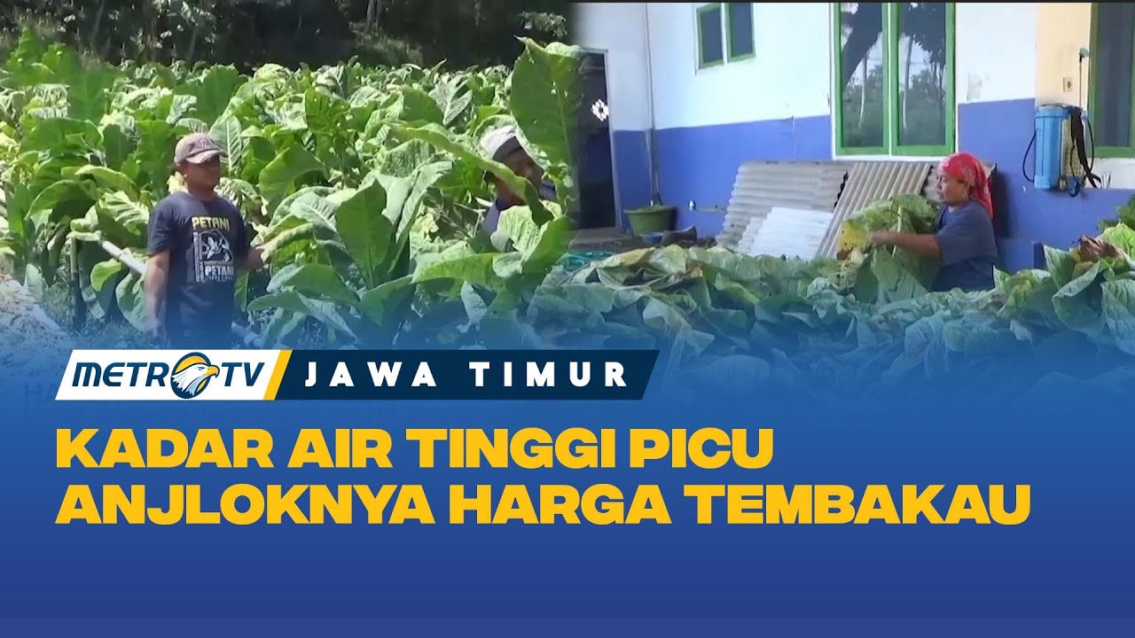 Harga Tembakau  Menurun Anjlok Buat Para Petani Resah