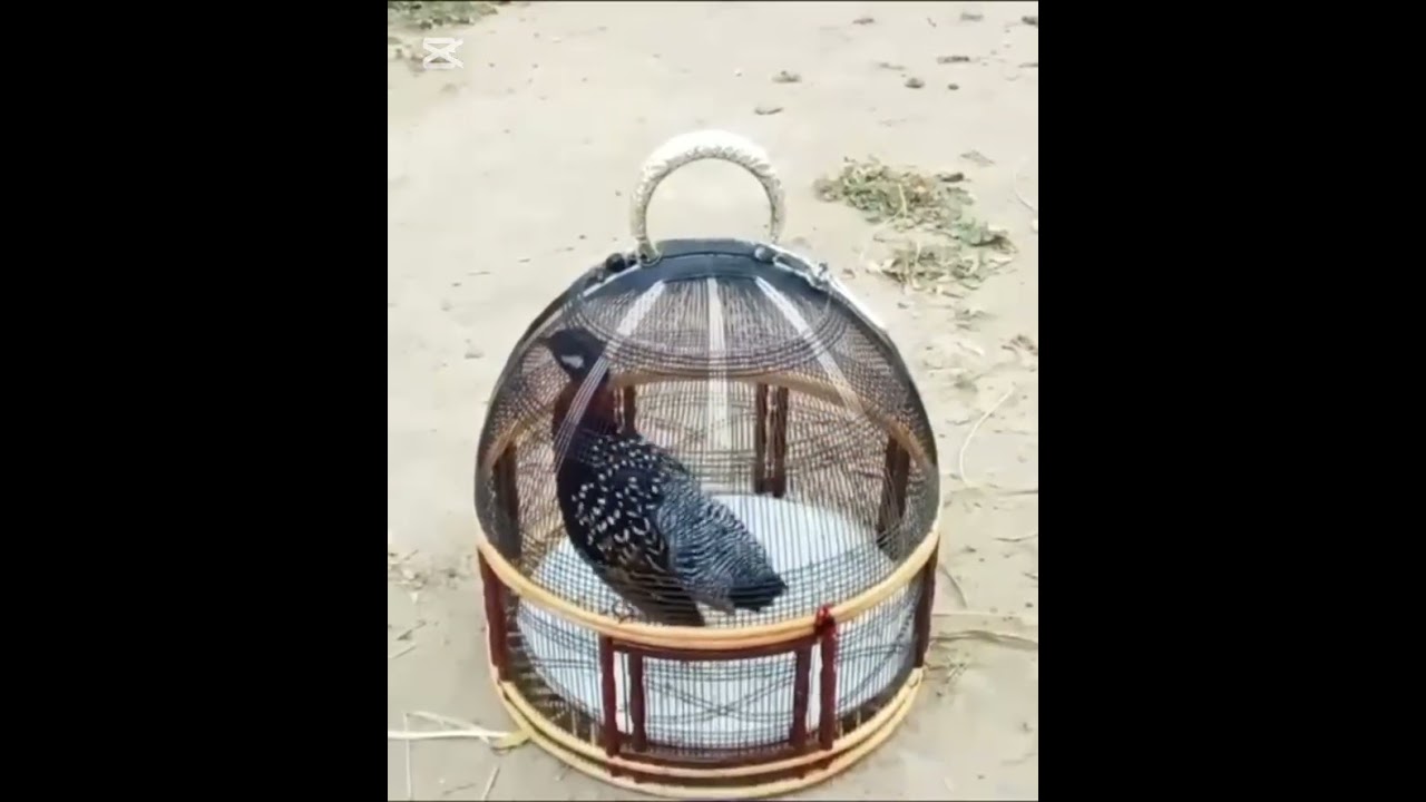 2 3 2926 kalateetar francolin teetarvoice blackfrancolin kala teeter ki awaz black teetar ki awaz 