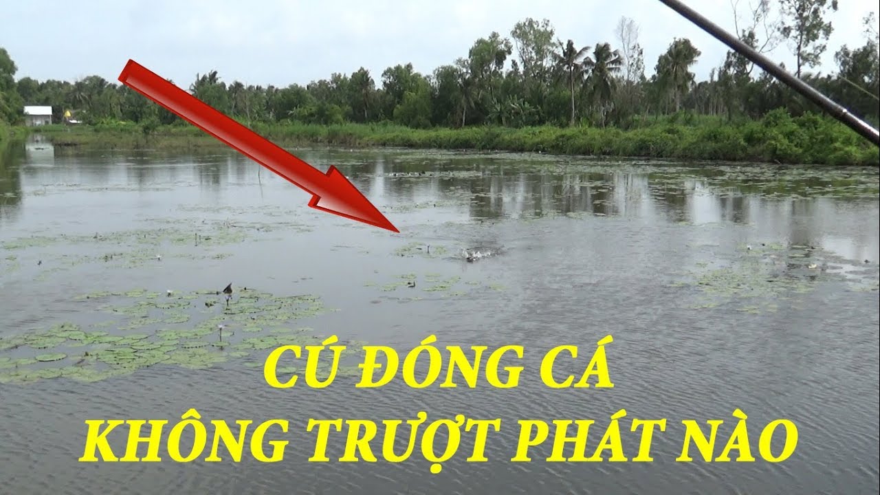 CÂU CÁ LÓC  BẰNG MỒI GIẢ FROG V4, ĐÓNG CÁ KHÔNG TRƯỢT PHÁT NÀO  Pou Phung Fishing